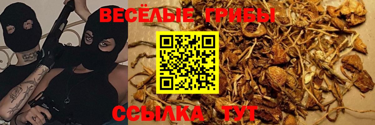 Псилоцибиновые грибы ЛСД Владивосток